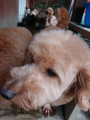 f:id:roukenhome-ann:20190121053430j:plain