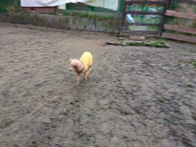 f:id:roukenhome-ann:20190121053445j:plain