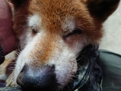 f:id:roukenhome-ann:20190121053450j:plain