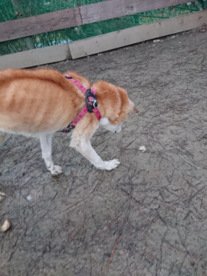 f:id:roukenhome-ann:20190121071850j:plain