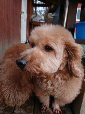 f:id:roukenhome-ann:20190121071910j:plain