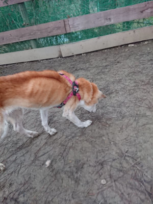 f:id:roukenhome-ann:20190121071919j:plain
