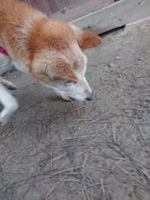 f:id:roukenhome-ann:20190121071924j:plain