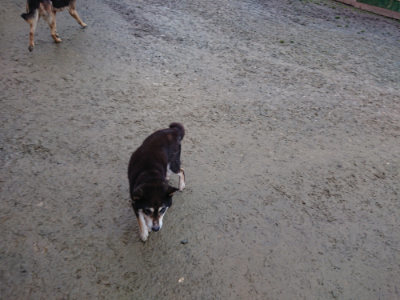 f:id:roukenhome-ann:20190121072041j:plain