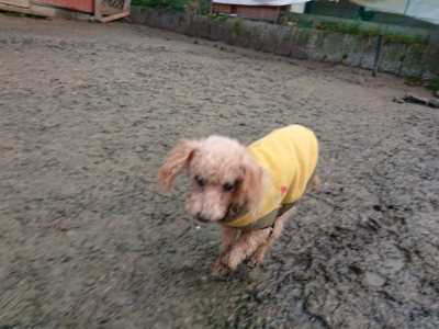 f:id:roukenhome-ann:20190121072411j:plain