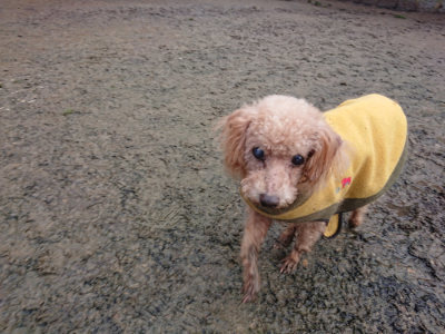 f:id:roukenhome-ann:20190121072432j:plain