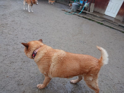 f:id:roukenhome-ann:20190121073202j:plain