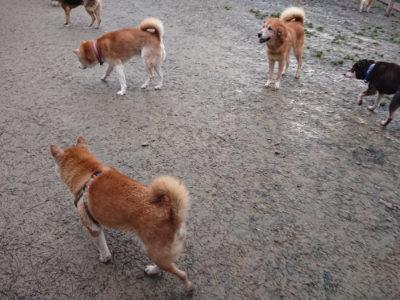 f:id:roukenhome-ann:20190121075113j:plain