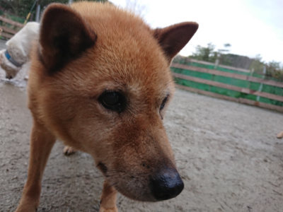 f:id:roukenhome-ann:20190121081024j:plain