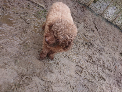f:id:roukenhome-ann:20190121144624j:plain