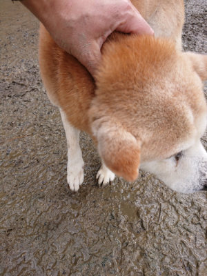 f:id:roukenhome-ann:20190121145329j:plain