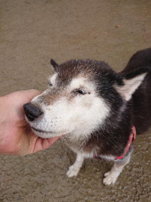 f:id:roukenhome-ann:20190121145809j:plain