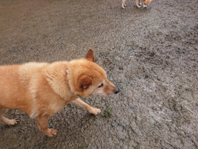 f:id:roukenhome-ann:20190121153222j:plain