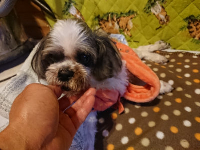 f:id:roukenhome-ann:20190121153321j:plain