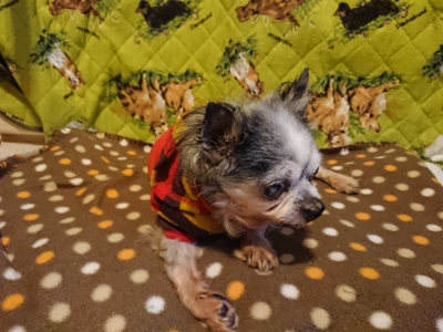 f:id:roukenhome-ann:20190121153417j:plain