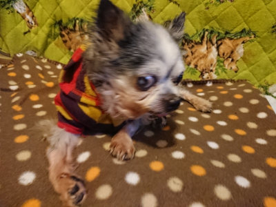 f:id:roukenhome-ann:20190121153455j:plain