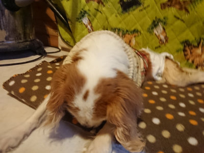 f:id:roukenhome-ann:20190121153629j:plain