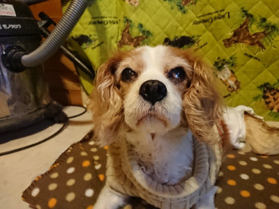 f:id:roukenhome-ann:20190121153634j:plain