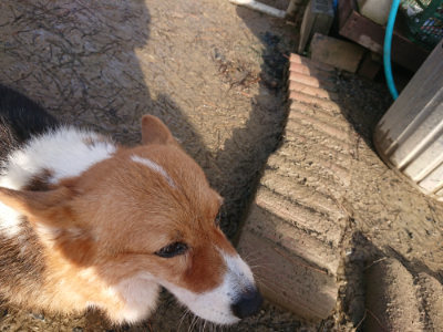 f:id:roukenhome-ann:20190121180852j:plain