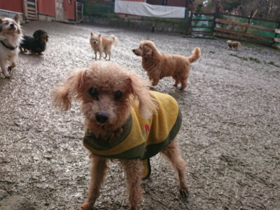 f:id:roukenhome-ann:20190121183704j:plain