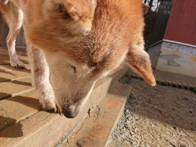 f:id:roukenhome-ann:20190121183845j:plain