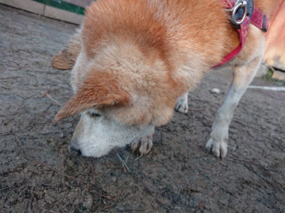 f:id:roukenhome-ann:20190122053731j:plain