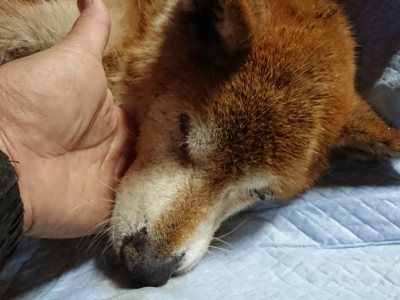 f:id:roukenhome-ann:20190122053743j:plain