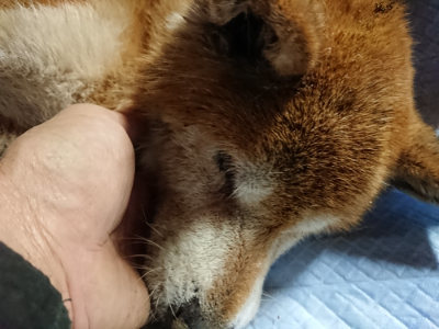 f:id:roukenhome-ann:20190122053744j:plain
