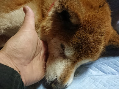 f:id:roukenhome-ann:20190122053757j:plain
