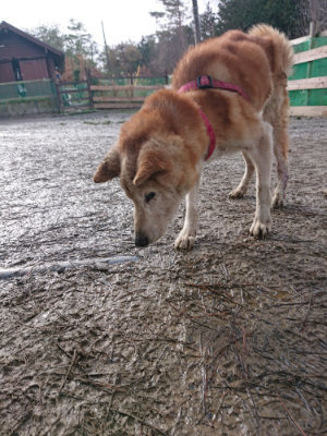 f:id:roukenhome-ann:20190122181216j:plain