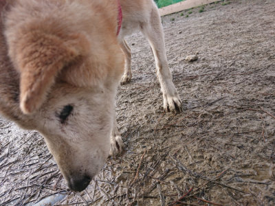 f:id:roukenhome-ann:20190122181700j:plain