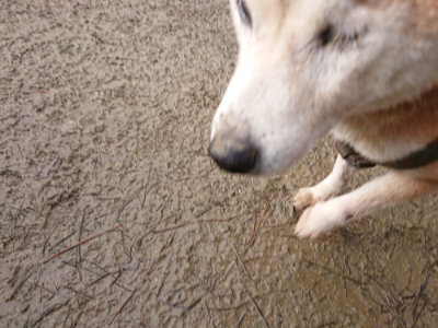 f:id:roukenhome-ann:20190122184450j:plain