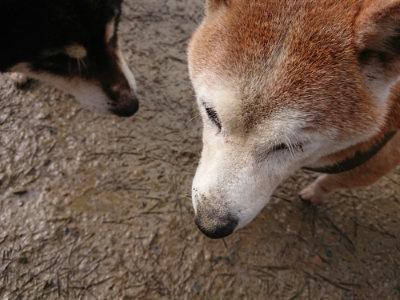 f:id:roukenhome-ann:20190122184455j:plain