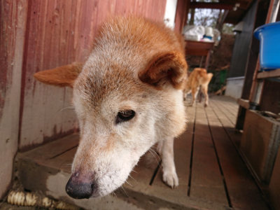 f:id:roukenhome-ann:20190122185005j:plain