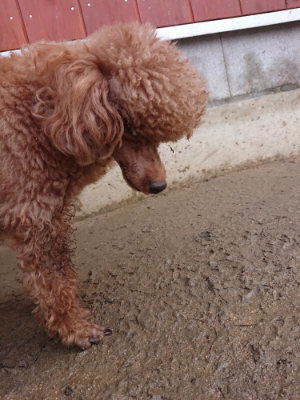 f:id:roukenhome-ann:20190122185215j:plain