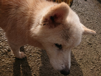 f:id:roukenhome-ann:20190123052858j:plain