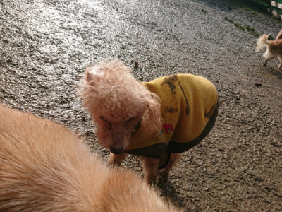f:id:roukenhome-ann:20190123052913j:plain