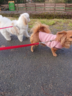 f:id:roukenhome-ann:20190123053404j:plain