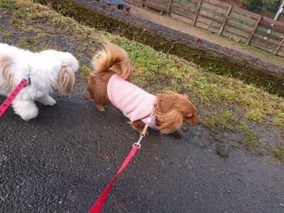 f:id:roukenhome-ann:20190123053419j:plain