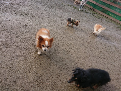 f:id:roukenhome-ann:20190123053453j:plain
