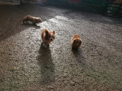 f:id:roukenhome-ann:20190123053503j:plain