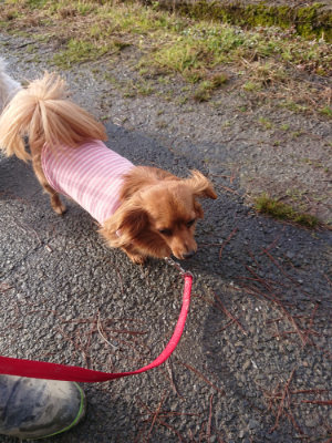 f:id:roukenhome-ann:20190123053714j:plain