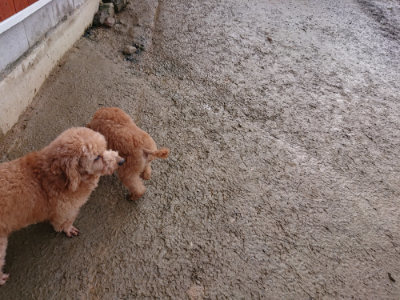 f:id:roukenhome-ann:20190123053733j:plain