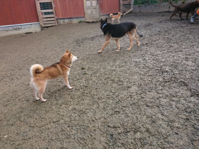 f:id:roukenhome-ann:20190124053036j:plain