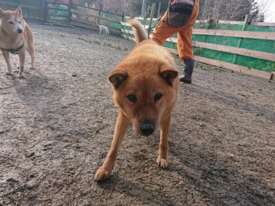 f:id:roukenhome-ann:20190124053224j:plain