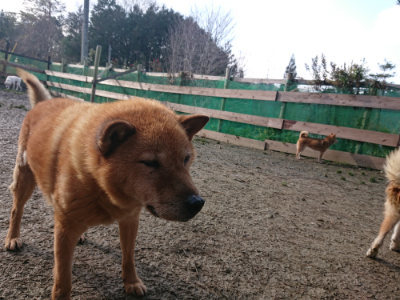 f:id:roukenhome-ann:20190124053301j:plain