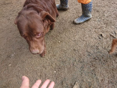 f:id:roukenhome-ann:20190124053600j:plain