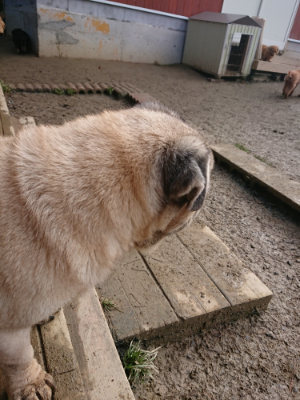 f:id:roukenhome-ann:20190124072614j:plain