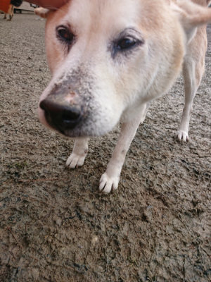 f:id:roukenhome-ann:20190124072700j:plain