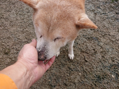 f:id:roukenhome-ann:20190124073505j:plain